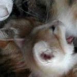 【猫動画】大人なのに母猫の乳を飲むネコ■オモシロねこ動画サイレント