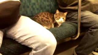 電車の中に猫 The cat is sitting on the seat of a train.