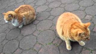 地震で揺れる猫たち　Earthquake shakes Cats