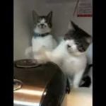 炊飯器に負ける猫2