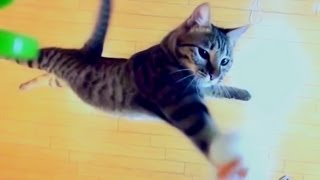 けしからん猫の垂直跳びには敵わない。　NOTHING CAN RIVAL THE JUMPING CAT!
