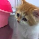猫 ネコ ねこ！ 超カワイイ動画集005 子猫