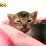 猫 ネコ ねこ！ 超カワイイ動画集007 子猫