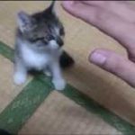 【ねこ】かわいい子猫の本気モード！　Cute Kitten Maji