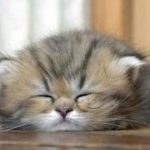 【猫　おもしろ】面白カワイイねこちゃん 2015 part4  kitten munchkin cat