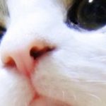【猫　おもしろ】面白カワイイねこちゃん 2015 part1 funny cat videos compilation