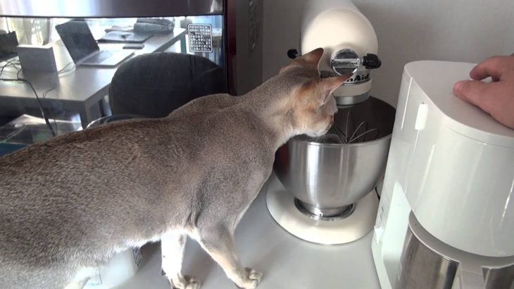 猫がコーヒーを挽く音でびっくりしている！　Shocked Cat 　ねこがやること