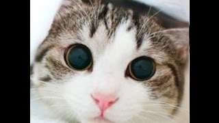 【猫　おもしろ】面白カワイイねこちゃん 2015 part7  kitten munchkin cat