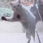 【ごめんくださ～い！☆笑える近所の白猫！】おもしろ猫動画♪ Cute funny Nearby white cat