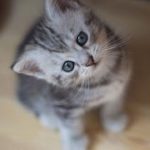【猫　おもしろ】面白カワイイねこちゃん 2015 part5  kitten munchkin cat