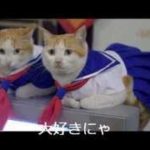 【猫】おもしろネコ動画！！癒し系・オモシロ系～Cat~