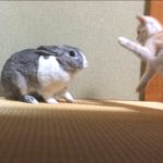 小さな子猫とかわいいウサギの戯れ　The play of the kitten and rabbit