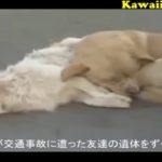 泣けるほど感動した動物の動画 ●この動画を見たら、泣かない人がいないだろう！