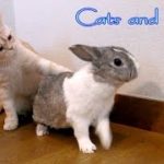 ネコとウサギの日常　- Everyday of cats and rabbit – 【2 Cats 1 Rabbit & Let’s play hide-and-seek! 】