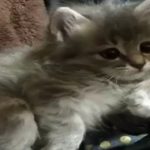 【猫　おもしろ】面白カワイイねこちゃん癒され動画２