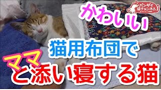 【猫おもしろかわいい】猫用布団でママに腕枕されながら添い寝する猫。