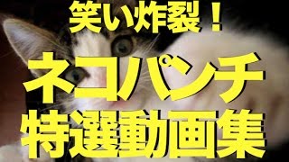 おもしろハプニング動画 ネコパンチ特選動画集〜笑い炸裂の11連発