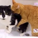 「おもしろ猫」最高におもしろ猫のハプニング●思わずに笑っちゃう猫の動画 #4