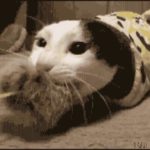 【面白カワイイ】猫の癒されGIF動画！珍プレー好プレー集