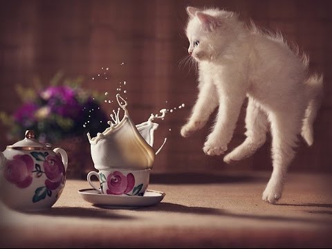 Pk Funny – 【猫おもしろ動画】びっくりして飛び上がる猫動画まとめ