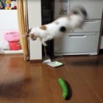 Pk Funny – 【猫おもしろ動画】猫がキュウリにびっくり？猫ｖｓきゅうり動画まとめ【ジャンプ】