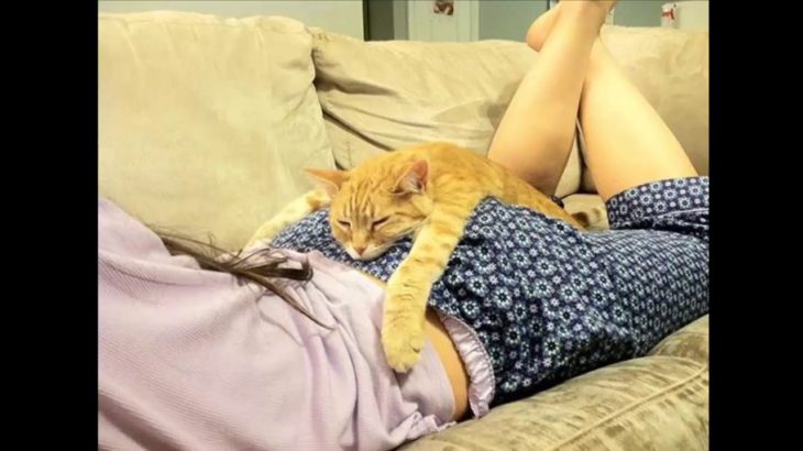 「おもしろ猫」可愛くておもしろ猫ハプニング動画集 2016・思わずに笑っちゃう猫の動画 #7