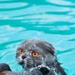 「猫のハプニング」水に落ちる猫たちの反応
