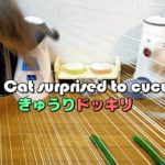 猫がきゅうりにびっくり大ジャンプ!? – Funny Cat surprised to cucumber –