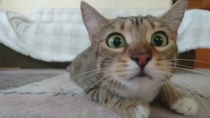 猫動画｜ホラー映画を見るネコちゃんの反応が可愛い！