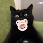 「絶対笑う」最高におもしろ猫のハプニング, 失敗動画集 #1