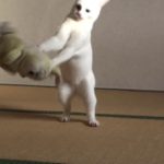 おもしろねこ動画 柔道をする白猫 Funny Animal Videos Japanese Judo Cat VS Stuffed Miss Bunny