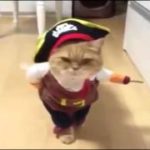 【猫コスプレ】　海賊になりきるネコ