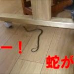 猫びっくり！キャー！自宅のキッチンに蛇が・・・！