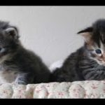 【猫　おもしろ】面白カワイイねこちゃん 2015 part6  kitten munchkin cat