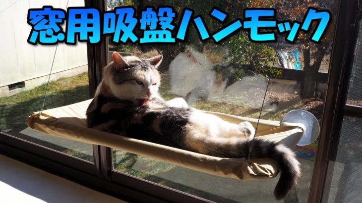 窓用のハンモックで暖かい日差しを浴びる猫　Cat hammock for windows