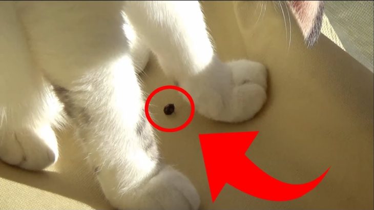 てんとう虫に襲われてびっくりする猫　Cat surprised to be attacked by ladybugs【ネコ吉LIFE  part39】