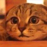 Cute funny cat《オモシロかわいい猫》  2　ホラー映画を見ているネコ