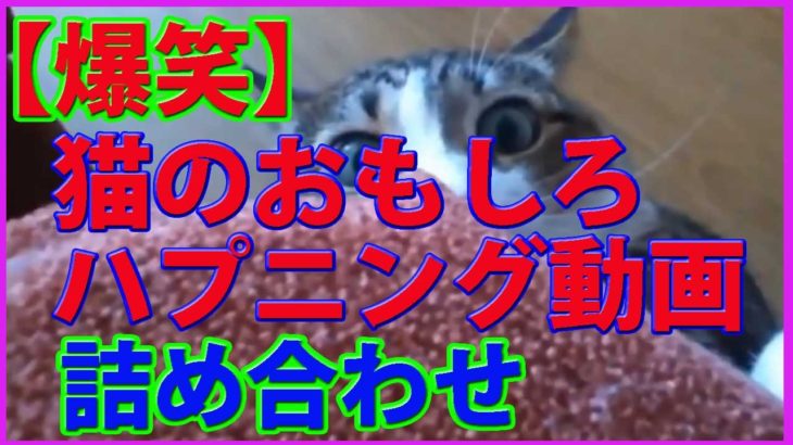 【爆笑】猫のおもしろハプニング動画　詰め合わせ