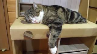 シンクで寝るねこ。-Maru sleeps in the kitchen sink.-