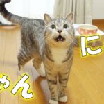 【猫 鳴き声 かわいい】猫が可愛い鳴き声で甘える　- the cat is meowing –