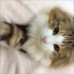 【可愛い】猫好き必見！カワイイ・癒される猫動画まとめ