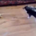 【おもしろ猫動画！！】　トカゲにびっくりして逃げ出す子猫♪　 Ｆｕｎｎｙ　ｃａｔ　ｖｉｄｅｏ