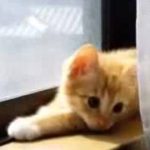 猫 ネコ ねこ！ 超カワイイ動画集002 子猫