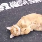 【猫・かわいい】クラクションに合わせて・・Twitterで見つけた猫さんたちの面白動画