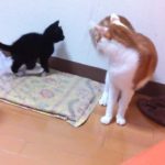大人猫と遊ぶ子猫の思わぬハプニング映像
