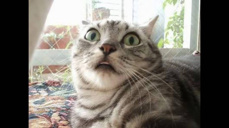 【おどろき】!! びっくりした顔の猫　Surprised cat