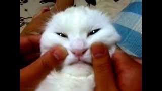 猫ちゃんの変顔♥めちゃおとなしい(笑)♥かわいいねこ おもしろ動画