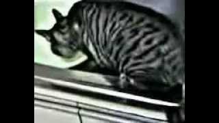 猫 ネコ ねこ！ 超カワイイ動画集009子猫