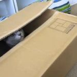 【猫・おもしろ映像】飛び出し注意！猫のびっくり箱♪