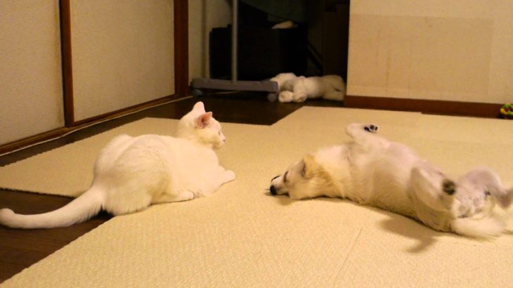 犬を投げ倒す猫（judo cat）